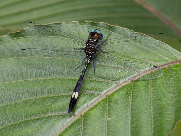 Brechmorhoga pertinax (Masked Clubskimmer) male-2.jpg